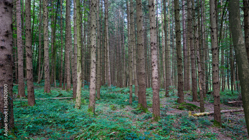 Blick in den Wald