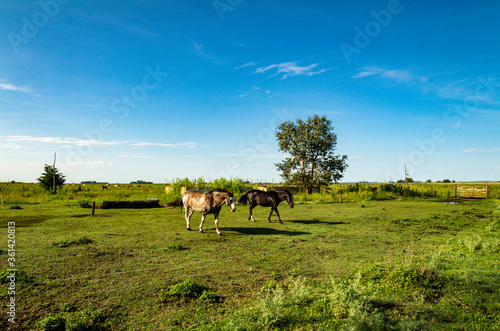 Horses in the field during a sunny day. Large animals used for sports. Calm landscape outside the city.
