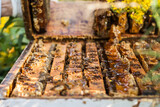 bees in the apiary collecting honey