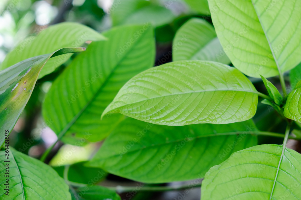 kratom plant (Mitragyna speciosa) Mitragynine on blur background ,Drugs and Narcotics,Thai herbal which encourage health kratom plant (Mitragyna speciosa) Mitragynine on blur background ,Drugs and Narcotics,Thai herbal which encourage health