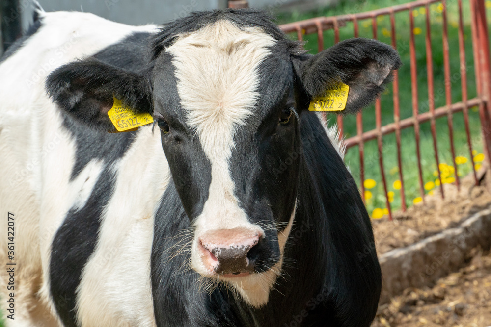 Calves and cows in a paddock outside in the fresh air. Agriculture with the care of animals. Calves and cows in a paddock outside in the fresh air. Agriculture with the care of animals.