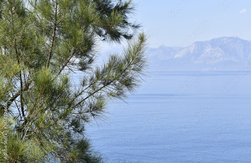 sea view through the pine branches