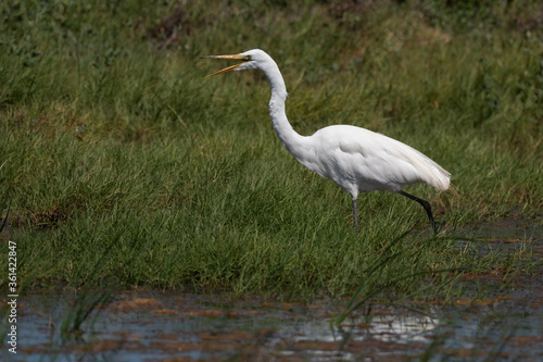 Great Egret With Beak Open While Walking in the Marsh Water