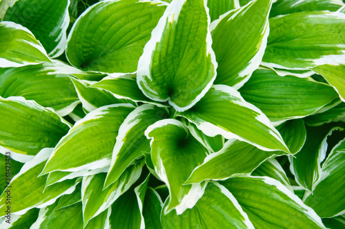 Leaves of plants bright green closeup. The stems are fleshy, juicy.