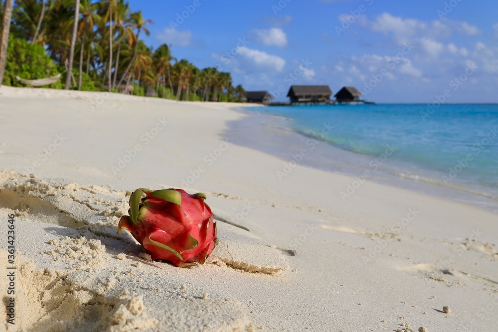 dragon fruit lies on the beach against the background of the ocean dragon fruit lies on the beach against the background of the ocean