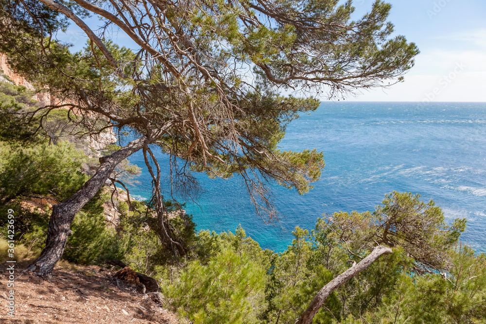 Küste mit mediterraner Flora, Mallorca Küste mit mediterraner Flora, Mallorca