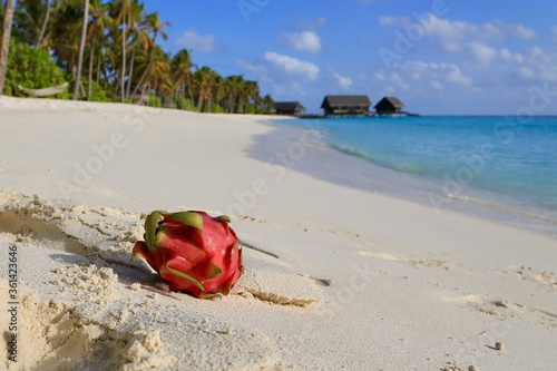 dragon fruit lies on the beach against the background of the ocean