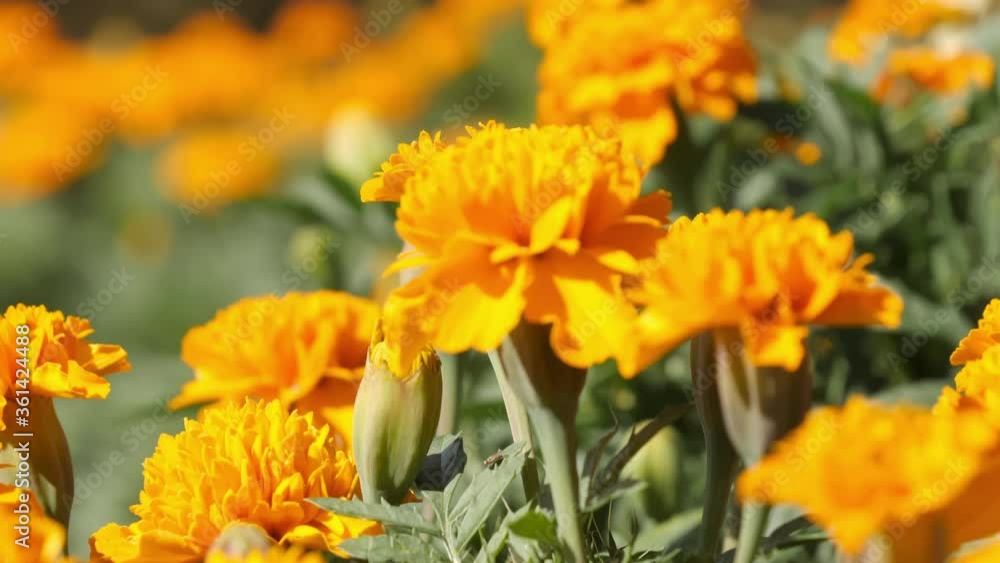 Closer look of the yellow flowers in the garden.4K Closer look of the yellow flowers in the garden.4K