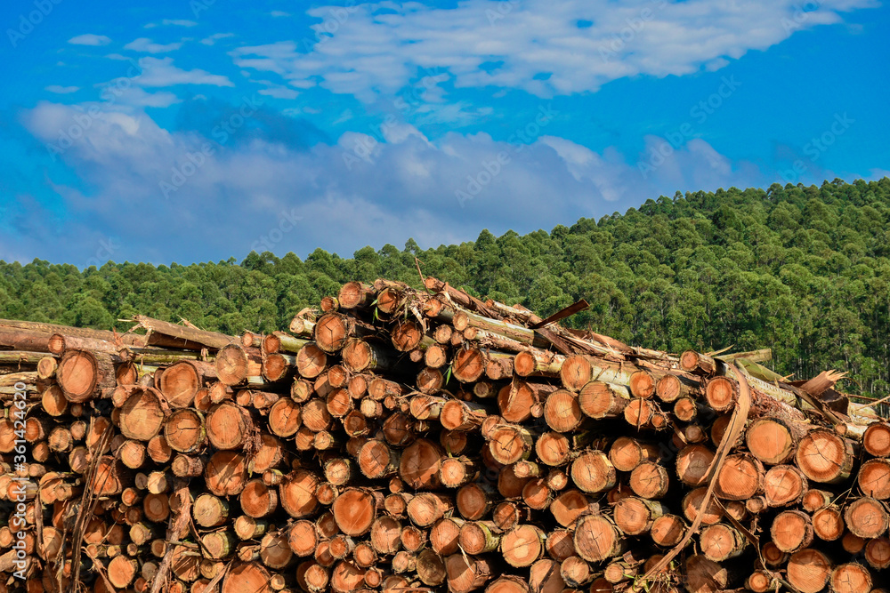 Wood Pile Eucalyptus Logging