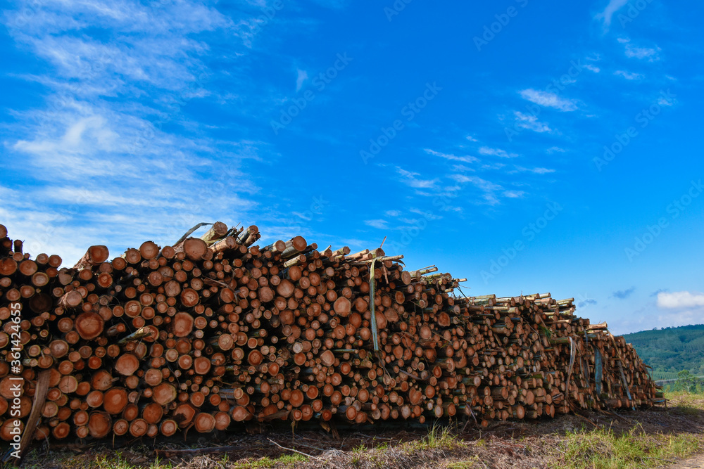 Wood Pile Eucalyptus Logging