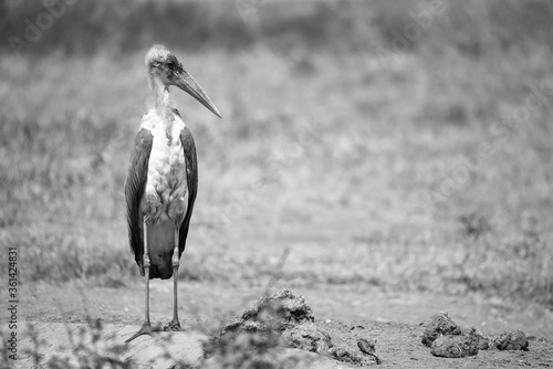 A marabou bird in the savanna with red soil photo