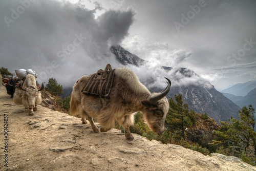 Yaks transporting goods in the Himalayas © Nifecam