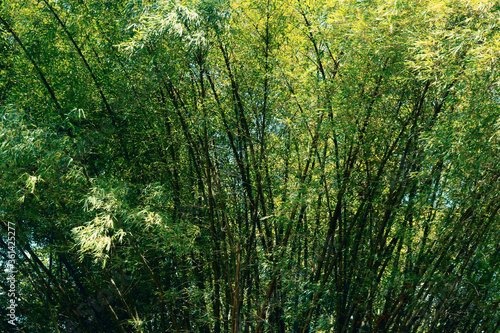 Bambu Landscape