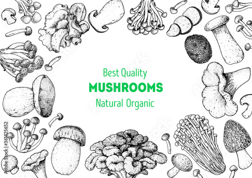 Edible mushrooms hand drawn sketch. Vector illustrations collection. Hand drawn food. Vintage mushrooms sketch. Organic food. Forest mushrooms. Vintage mushrooms background. Healthy food illustration.