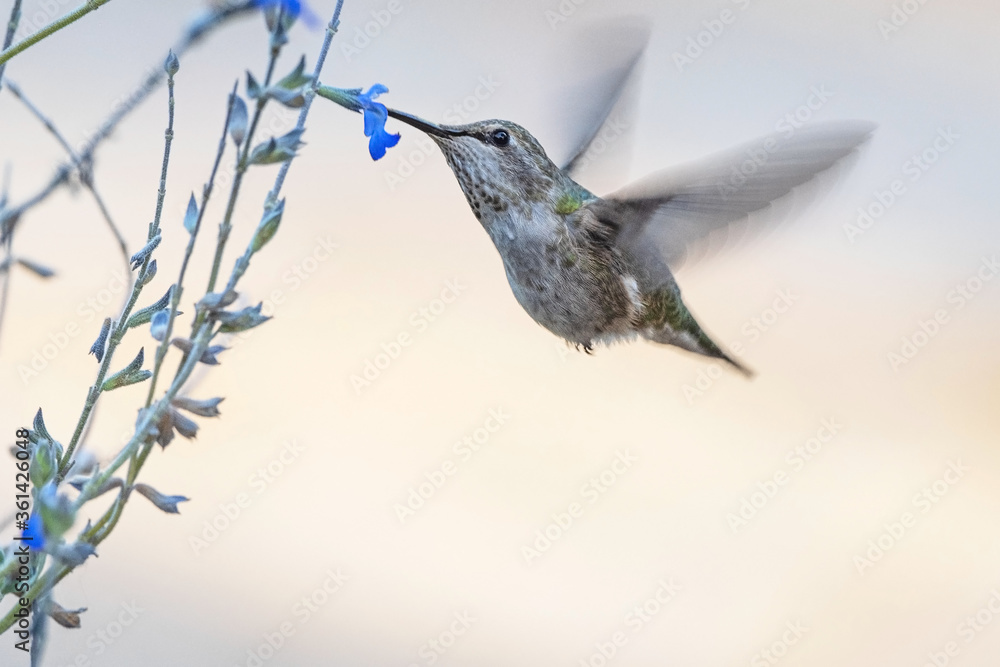 Anna's Hummingbird Female Feeding on a Flower Anna's Hummingbird Female Feeding on a Flower