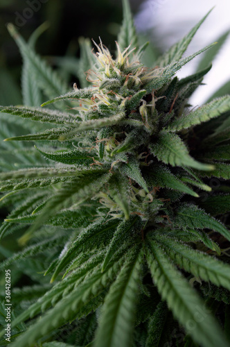 flowering cannabis plant close up 01