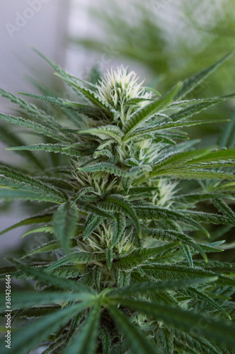 Flowering Branch of Cannabis Plant 1