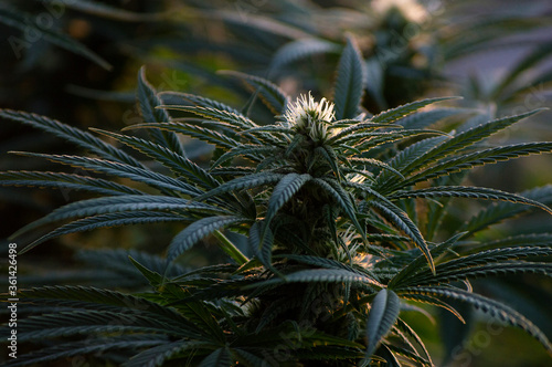 Cannabis Plant Flowering Top 3