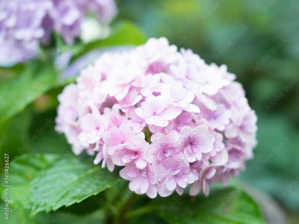 雨に濡れた紫陽花