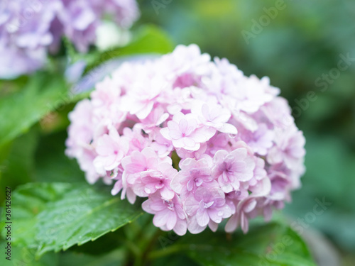 雨に濡れた紫陽花