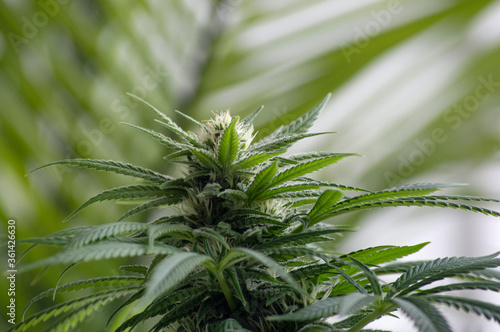 Flowering Cannabis Branch 4
