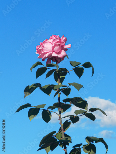 pink rose and sky with clouds