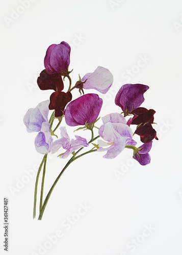 Pink and purple Sweet Pea watercolour painting