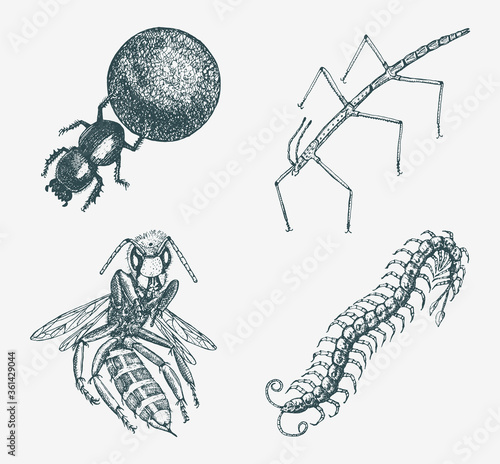 Stick and bee and Scolopendra and earth-boring dung beetles. Insects bugs and many species in vintage old hand drawn style engraved illustration woodcut.