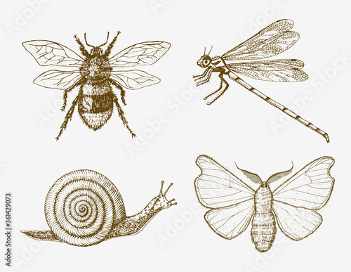 Snail bee dragonfly butterfly. Insects bugs beetles and many species in vintage old hand drawn style engraved illustration woodcut.