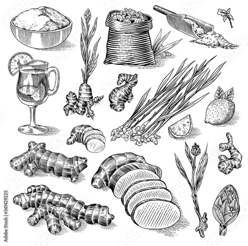 Ginger root, Chopped rhizome, Fresh plant, Bag and tea in glass cup. Vector Engraved hand drawn sketch. Pieces of ingredient set. Detox spice. 