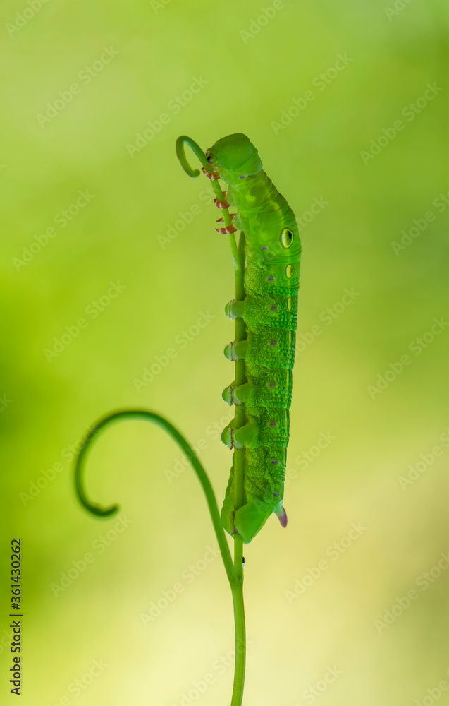 Naklejka premium Close up beautiful caterpillar of butterfly