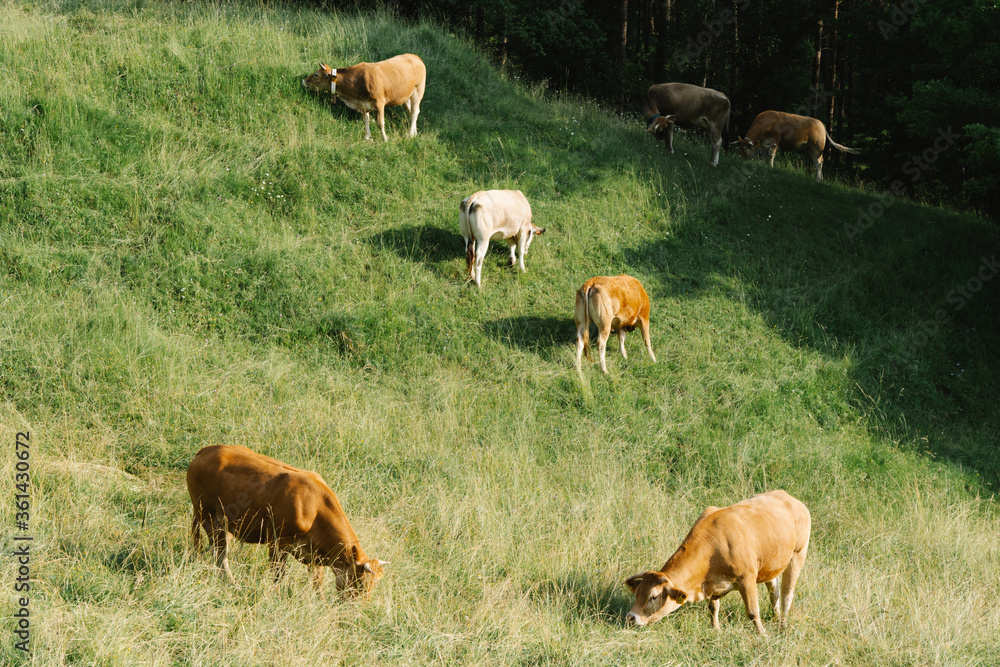 cows eating on a green meadow cows eating on a green meadow
