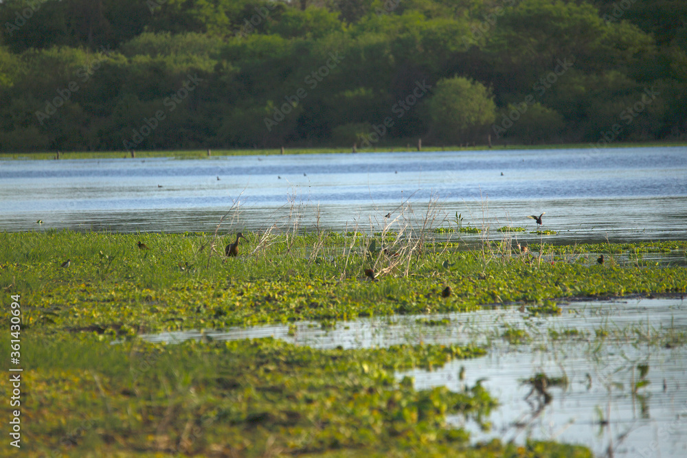 Costa Laguna y aves Costa Laguna y aves