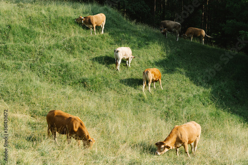 cows eating on a green meadow