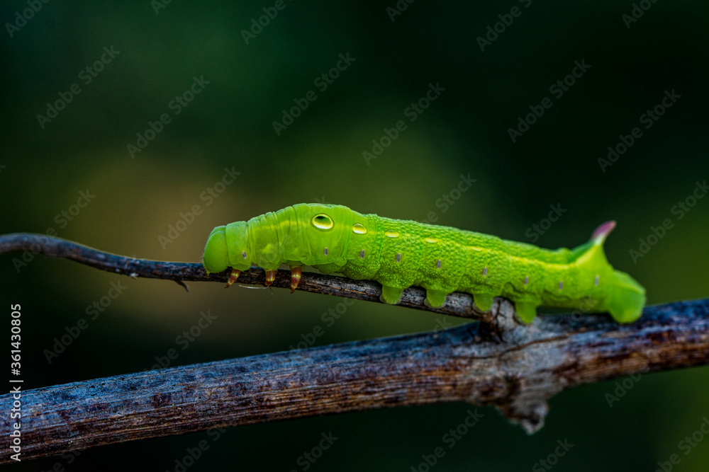 Close up beautiful caterpillar of butterfly  