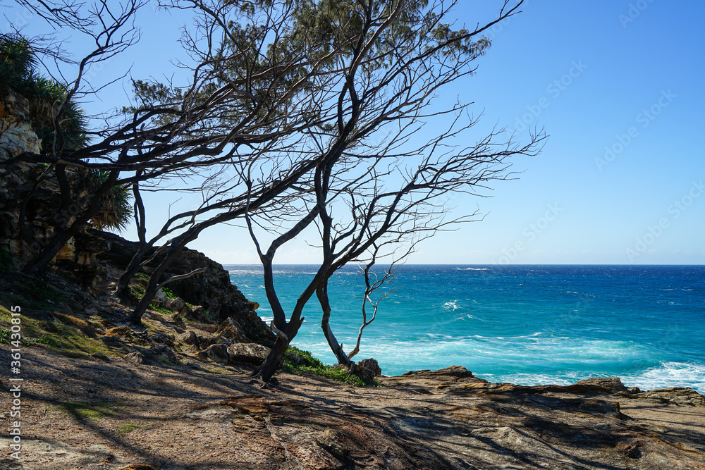Ocean view to clear blue sky, from rocky headland with windswept trees. North Gorge walk, North Stradbroke Island, Moreton Bay, Queensland, Australia.