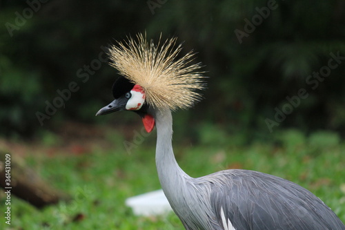 grey crowned crane