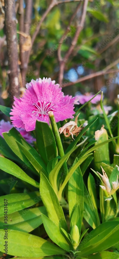 Obraz premium purple and yellow flowers