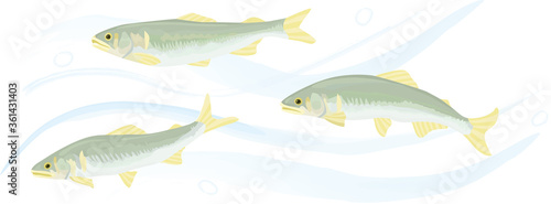 清流を泳ぐ鮎のベクターイラスト