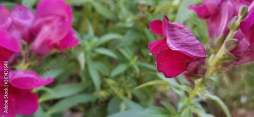 Wallpaper Mural purple and yellow flowers Torontodigital.ca