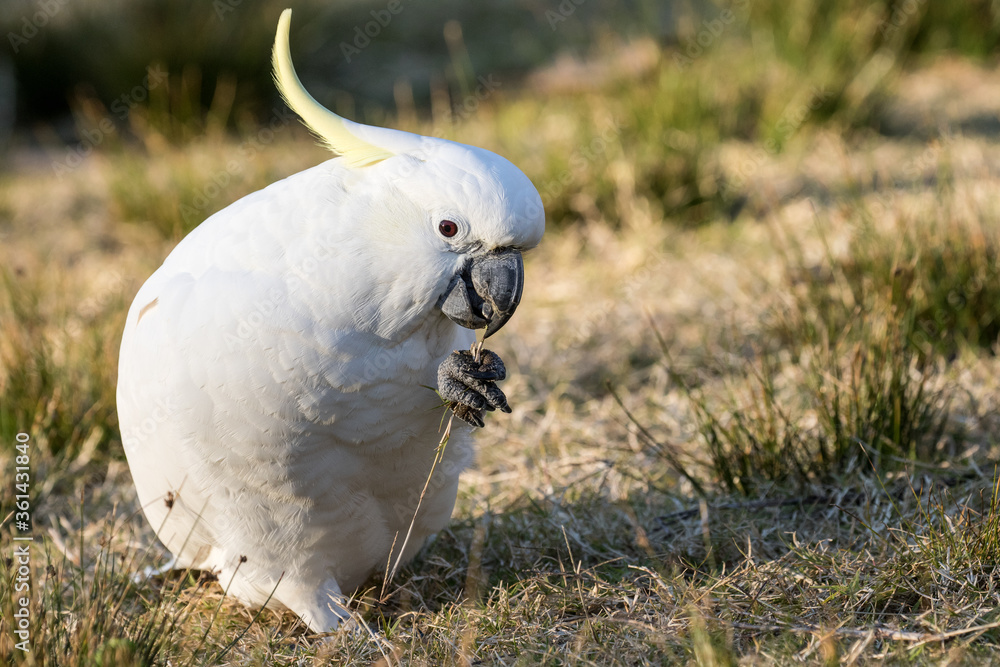 Sulphur-crested Cockatoo feeding on grass seeds