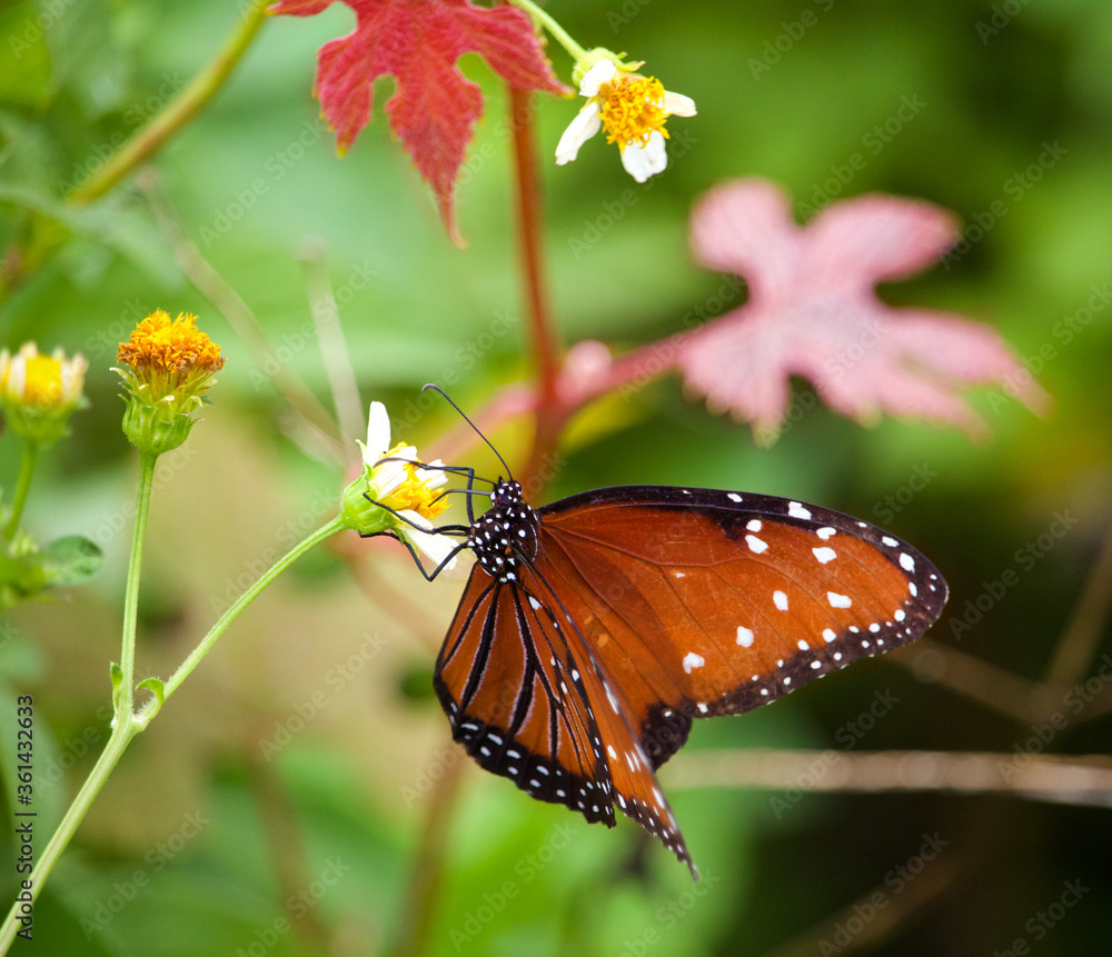A beautiful Queen Butterfly in Shark Valley, The Everglades in South Florida A beautiful Queen Butterfly in Shark Valley, The Everglades in South Florida