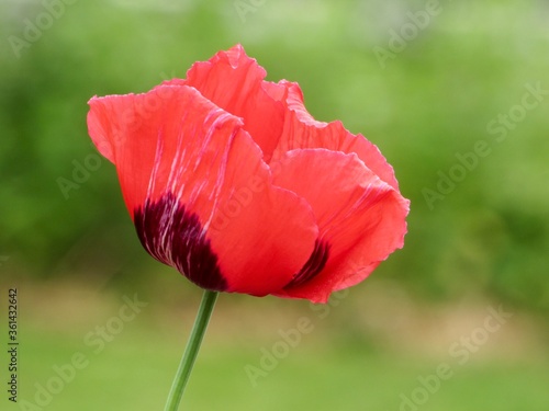 red poppy flower