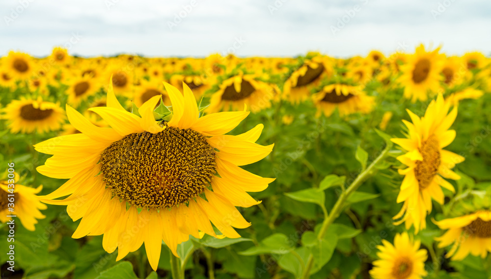 Fototapeta premium Sunflower field with cloudy blue sky