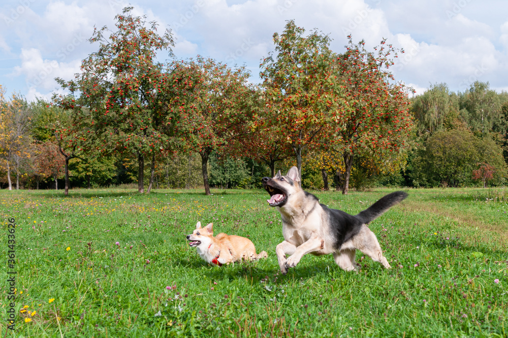 A welsh corgi pembroke puppy and a German shepherd play on the meadow in the summer, on a sunny day.