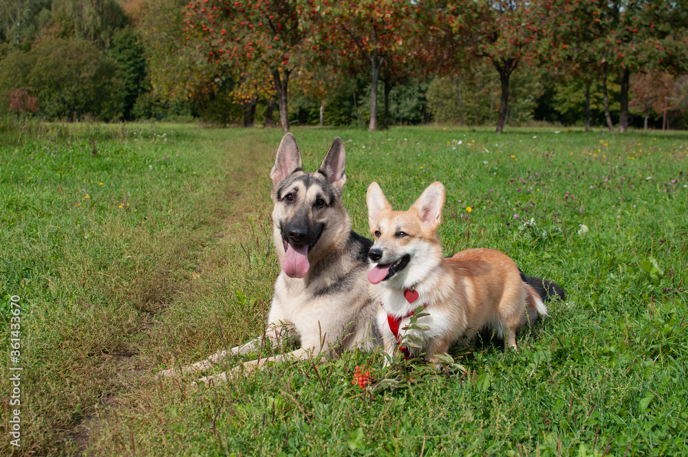 Two dogs on the green grass, a shepherd and a welsh corgi pembroke.