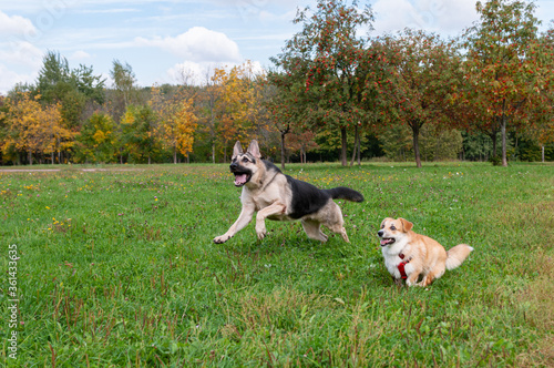 A welsh corgi pembroke puppy and a German shepherd play on the meadow in the summer, on a sunny day.