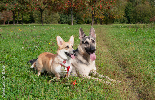 Fototapeta Naklejka Na Ścianę i Meble -  Two dogs on the green grass, a shepherd and a welsh corgi pembroke.