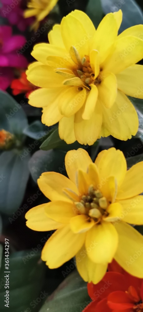 yellow flowers in the forest