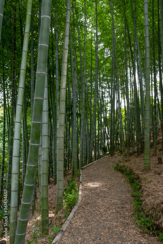 Bamboo grove in Japan with a pathway for walking.